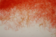 Russula ochroleuca