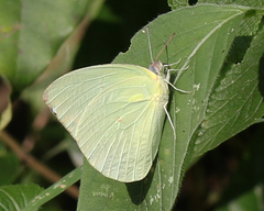 Catopsilia pomona pomona