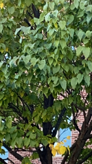 Magnoliopsida