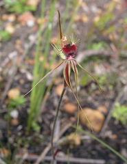 Caladenia radiata