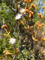 Myrcia lasiantha