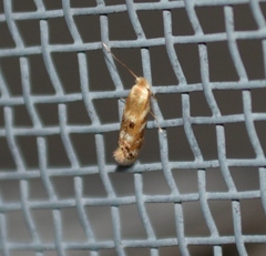 Bucculatrix canadensisella