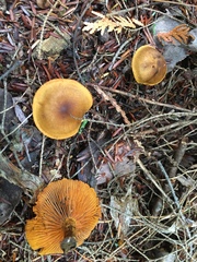 Cortinarius malicorius