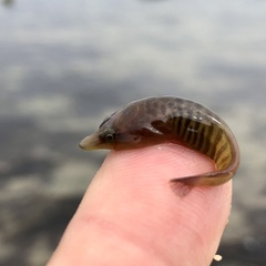 Lepadogaster lepadogaster