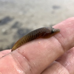 Lepadogaster lepadogaster