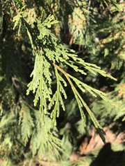Calocedrus