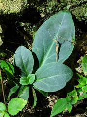 Swertia shintenensis