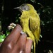 Stripe-cheeked Greenbul - Photo (c) Tom Callens, some rights reserved (CC BY-SA)