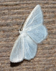 Cabera variolaria