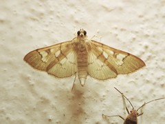 Microthyris