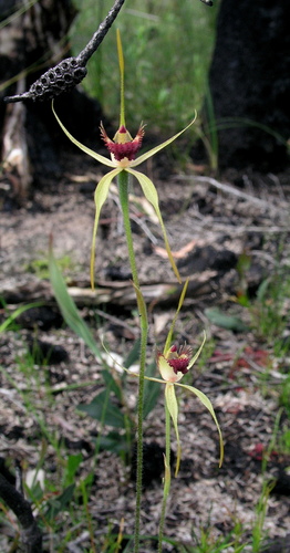 Image of Caladenia pectinata by (c) desertnaturalist, some rights reserved (CC BY)