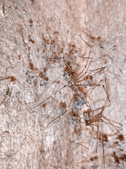 Araneae