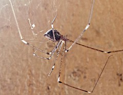 Araneae