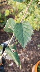 Ulmus