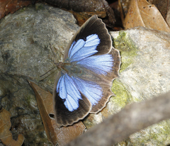 Arhopala dodonaea
