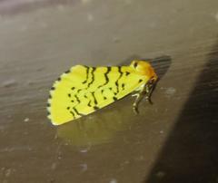 Chrysoecia atrolinea