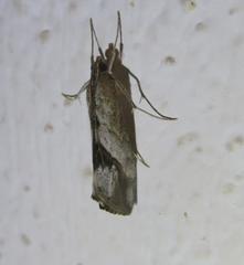 Evergestis obliqualis