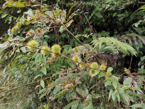 Chinese Dwarf Chestnut (Castanea seguinii) · iNaturalist