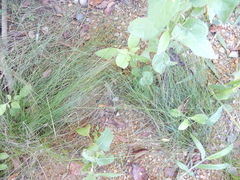 Eleocharis montevidensis