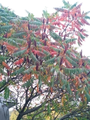 Rhus typhina