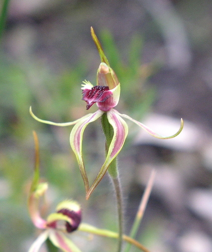 Image of Caladenia ensata by (c) desertnaturalist, some rights reserved (CC BY)