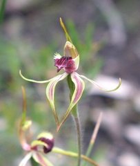 Caladenia ensata