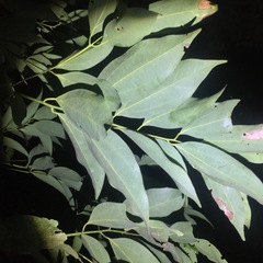 Cinnamomum osmophloeum