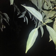 Cinnamomum osmophloeum