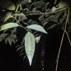 Cinnamomum osmophloeum