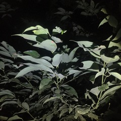 Cinnamomum osmophloeum