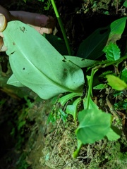 Swertia shintenensis