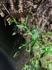 Swertia shintenensis