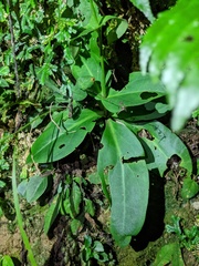 Swertia shintenensis