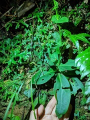 Swertia shintenensis