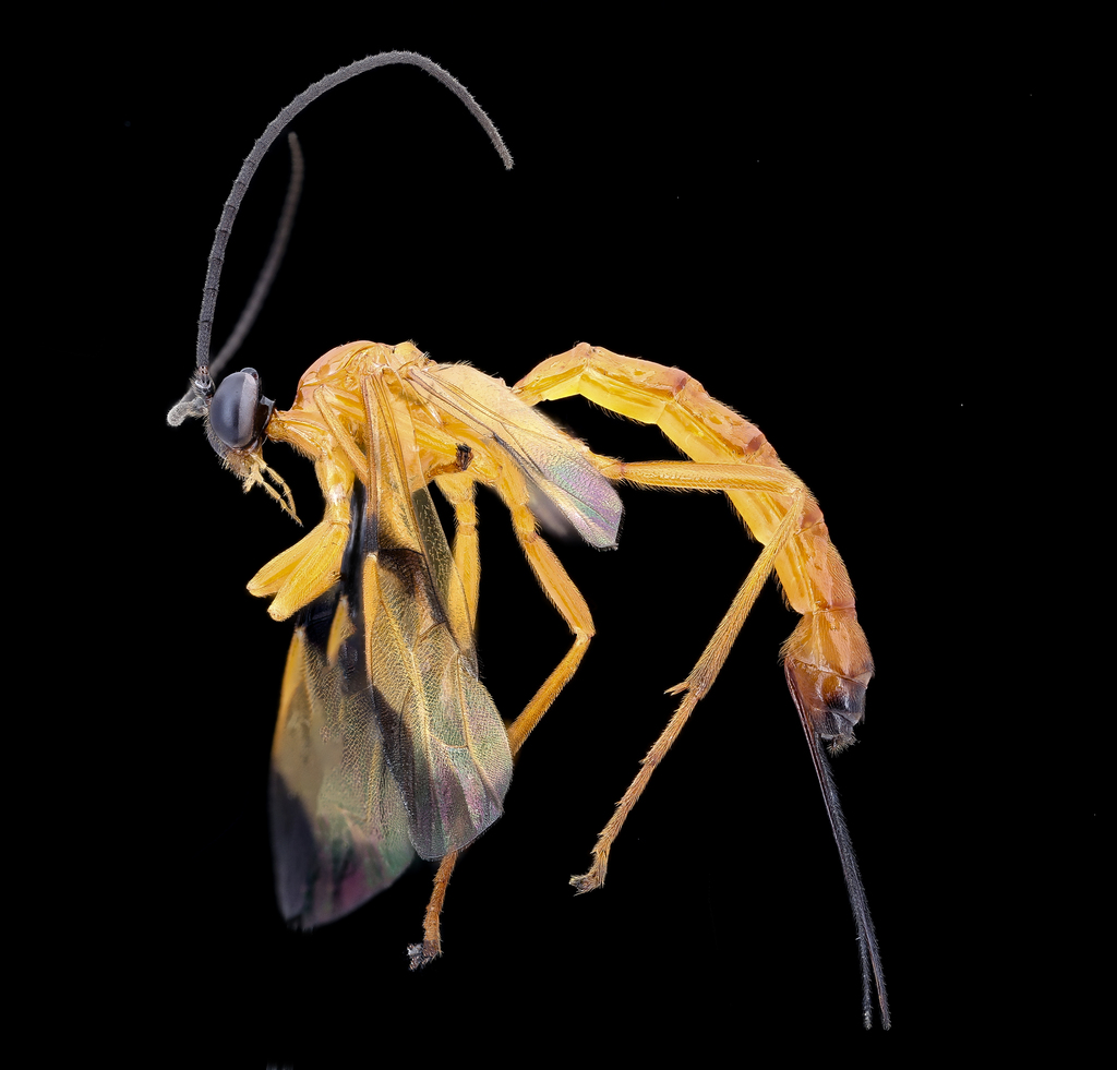 Acrotaphus wiltii