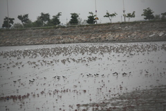 Numenius madagascariensis