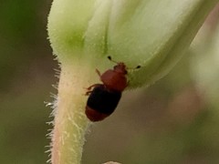 Caplothorax melanopterus