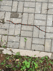 Micrurus altirostris