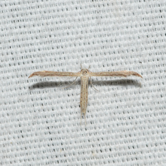 Lioptilodes albistriolatus