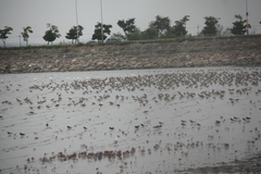 Numenius madagascariensis