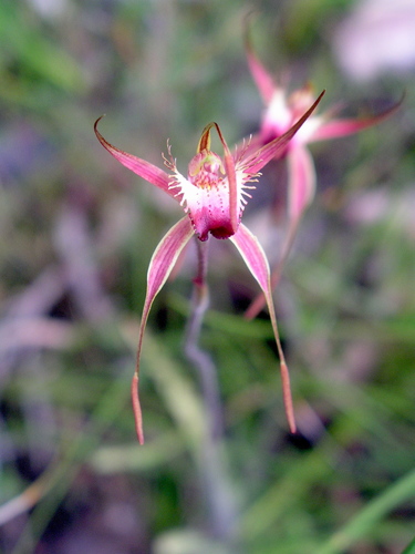 Image of Caladenia ferruginea by (c) desertnaturalist, some rights reserved (CC BY)