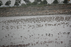 Numenius madagascariensis