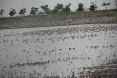 Numenius madagascariensis