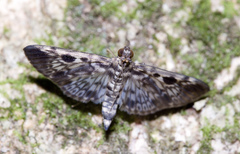 Rhimphaliodes macrostigma