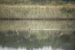 Tachybaptus ruficollis
