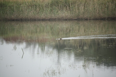 Tachybaptus ruficollis