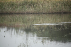 Tachybaptus ruficollis