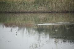 Tachybaptus ruficollis