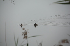 Tachybaptus ruficollis