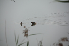 Tachybaptus ruficollis